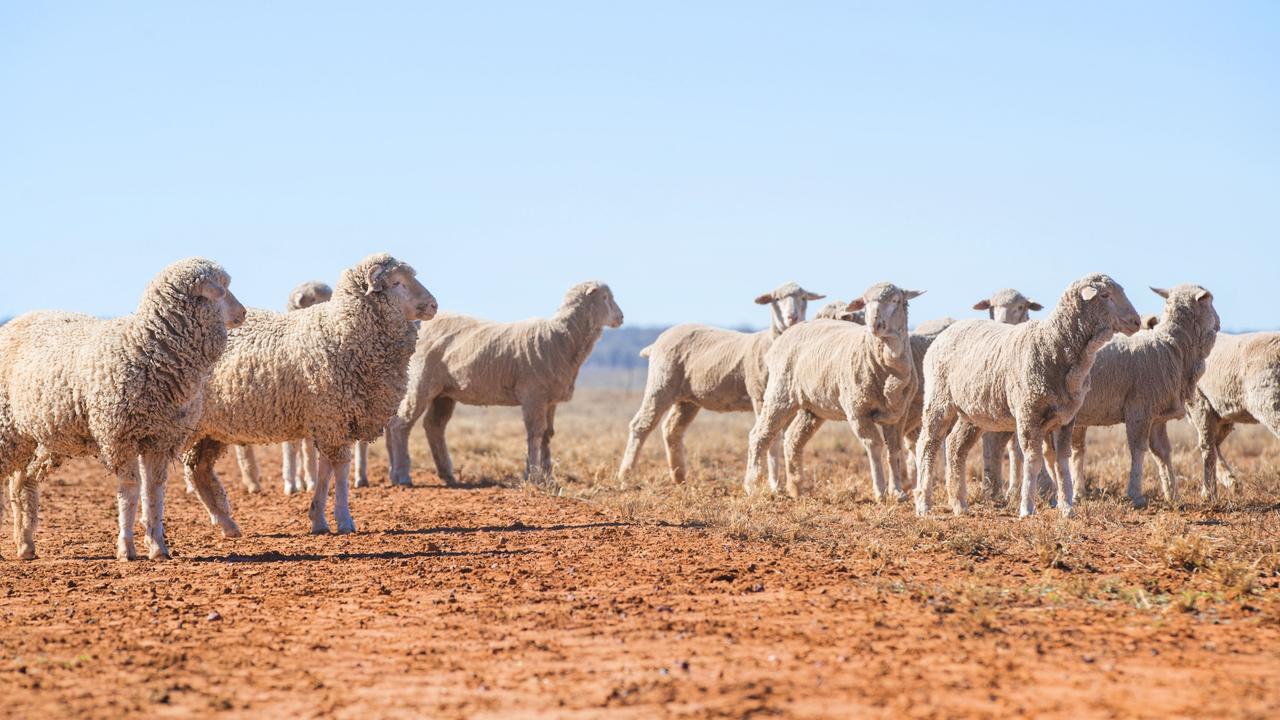 Counting Sheep in Australia